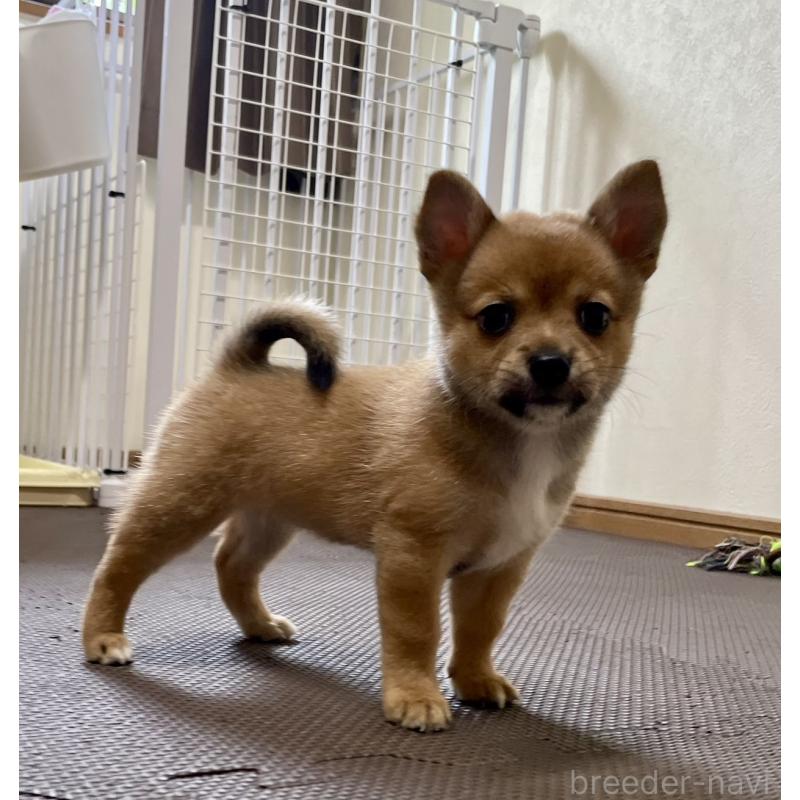 販売中の大分県のミックス犬-405094