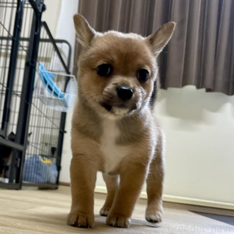 販売中の大分県のミックス犬-405094の4枚目