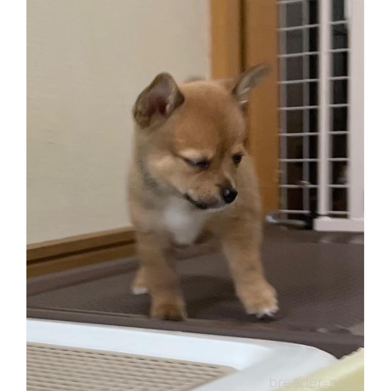 販売中の大分県のミックス犬-405094の3枚目