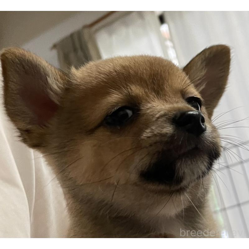 販売中の大分県のミックス犬-405094の2枚目