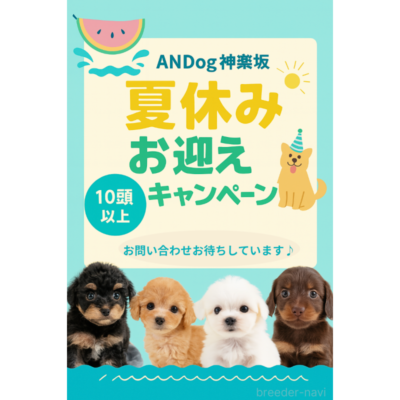 販売中の東京都のビションプー:ビションフリーゼ×トイプードル-405106の9枚目