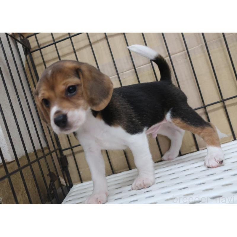 販売中の長崎県のビーグル-405115の4枚目