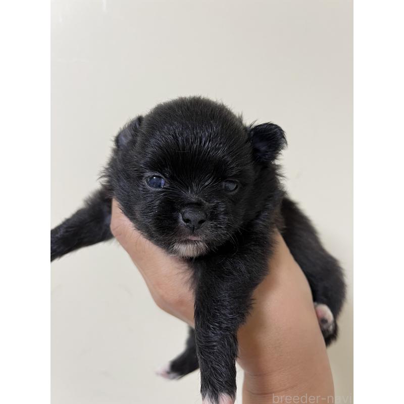 販売中の熊本県のミックス犬-403453