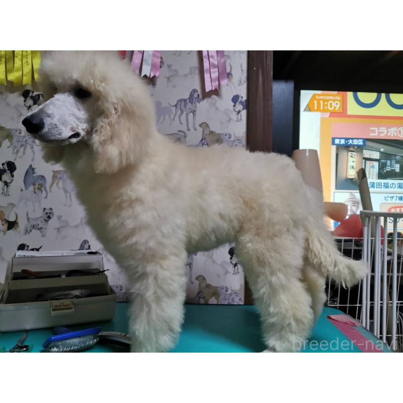 販売中の神奈川県のスタンダードプードル-405135の6枚目