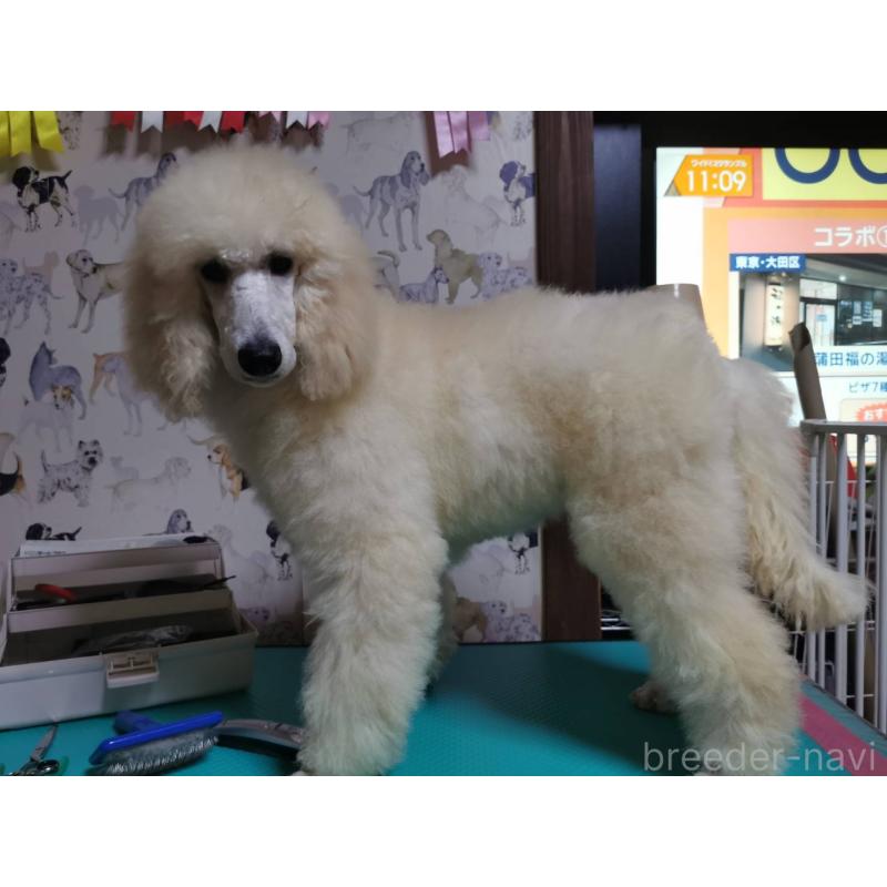 販売中の神奈川県のスタンダードプードル-405135の2枚目