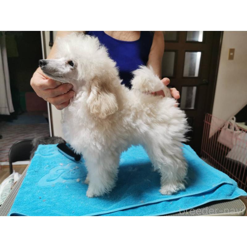 販売中の神奈川県のティーカッププードル-405142の5枚目