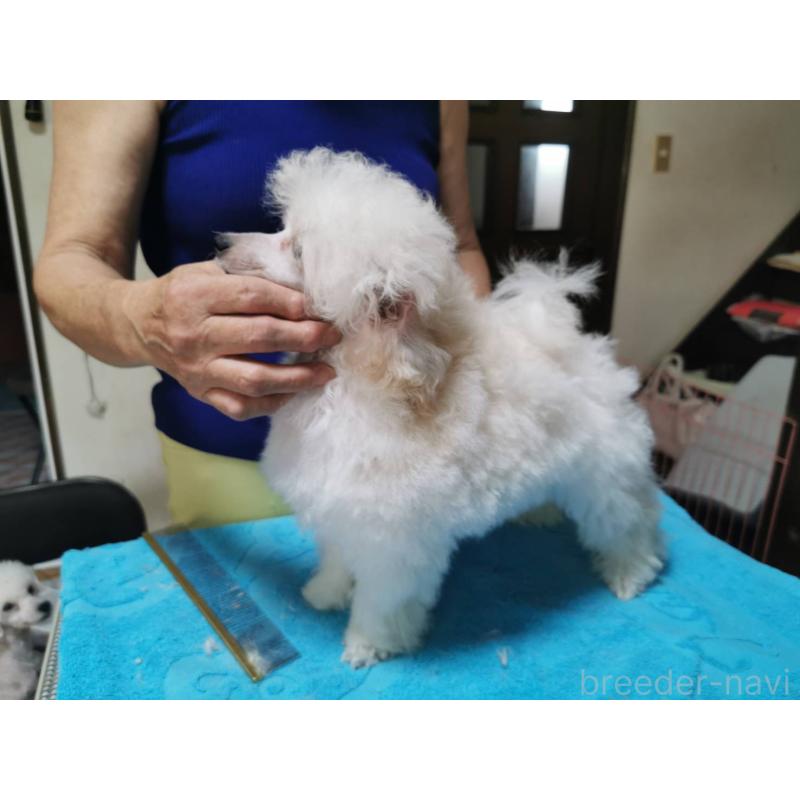 販売中の神奈川県のティーカッププードル-405142の3枚目