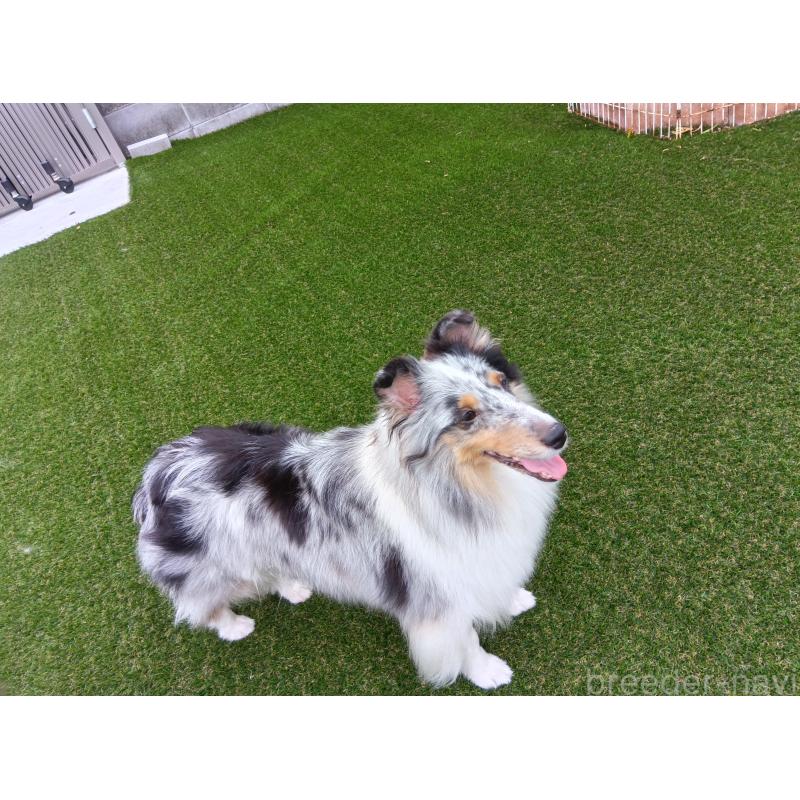 ハナちゃん1枚目