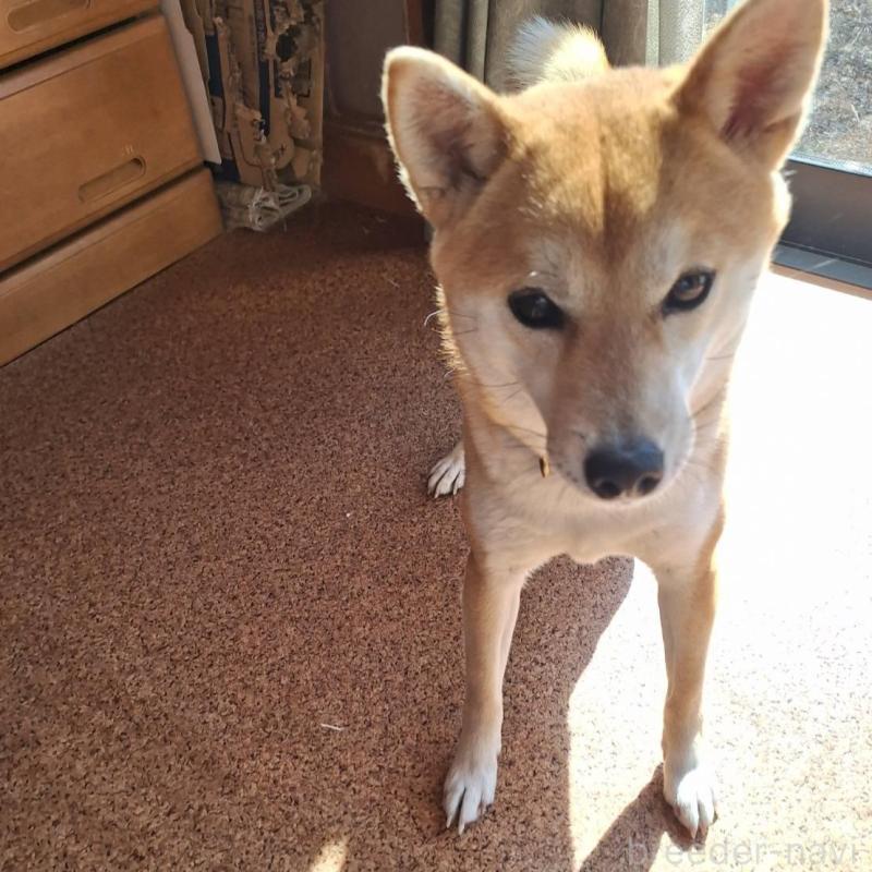 販売中の群馬県の柴犬-405161の1枚目