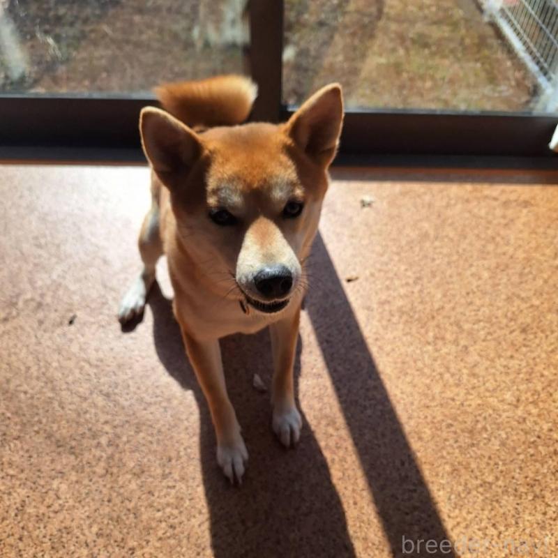 販売中の群馬県の柴犬-405161の3枚目