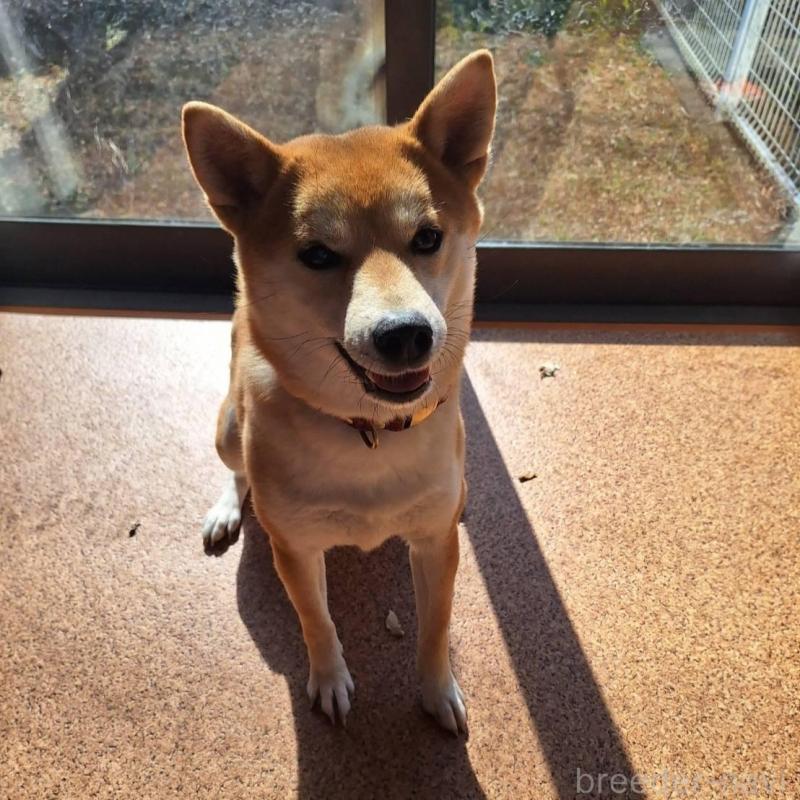 販売中の群馬県の柴犬-405161の2枚目