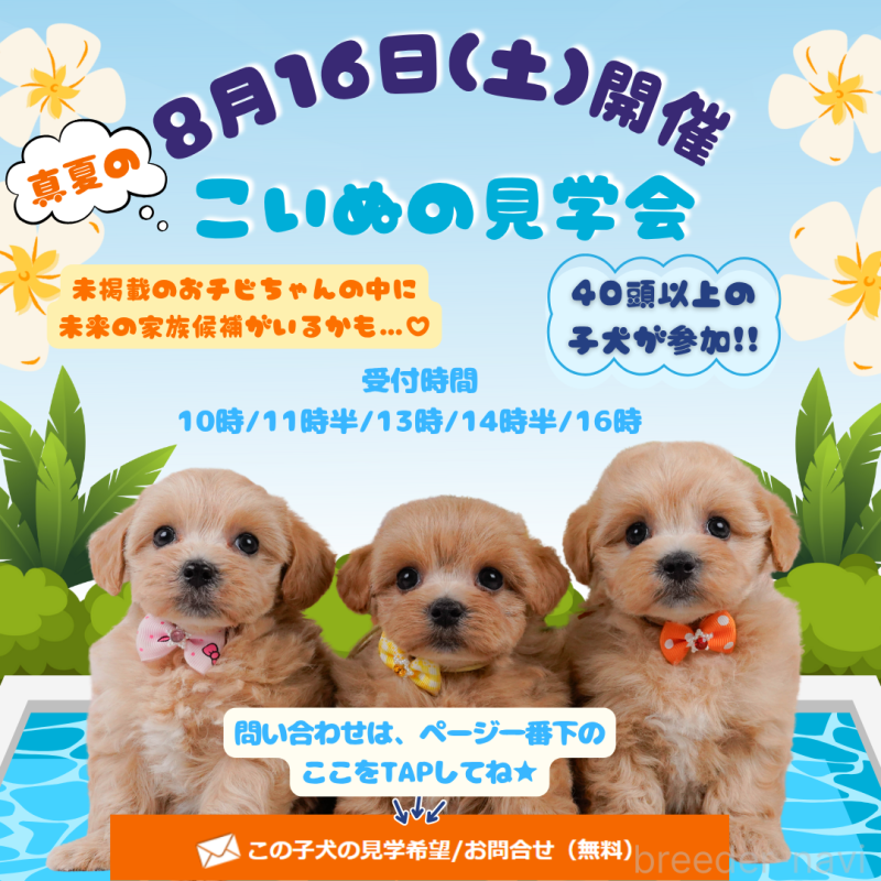 販売中の神奈川県のチワマル:チワワ×マルチーズ-394044の3枚目