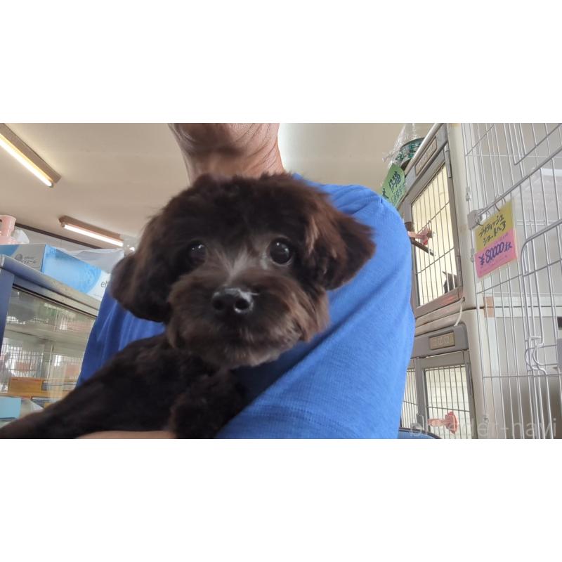 販売中の茨城県のミックス犬-405165