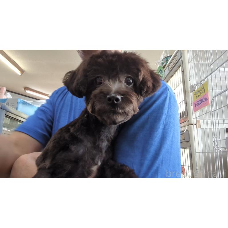 販売中の茨城県のミックス犬-405165の7枚目