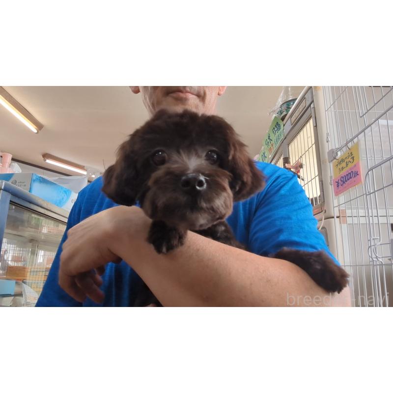 販売中の茨城県のミックス犬-405165の6枚目