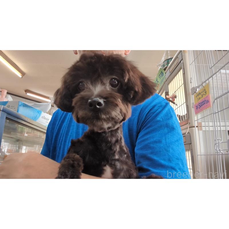 販売中の茨城県のミックス犬-405165の5枚目