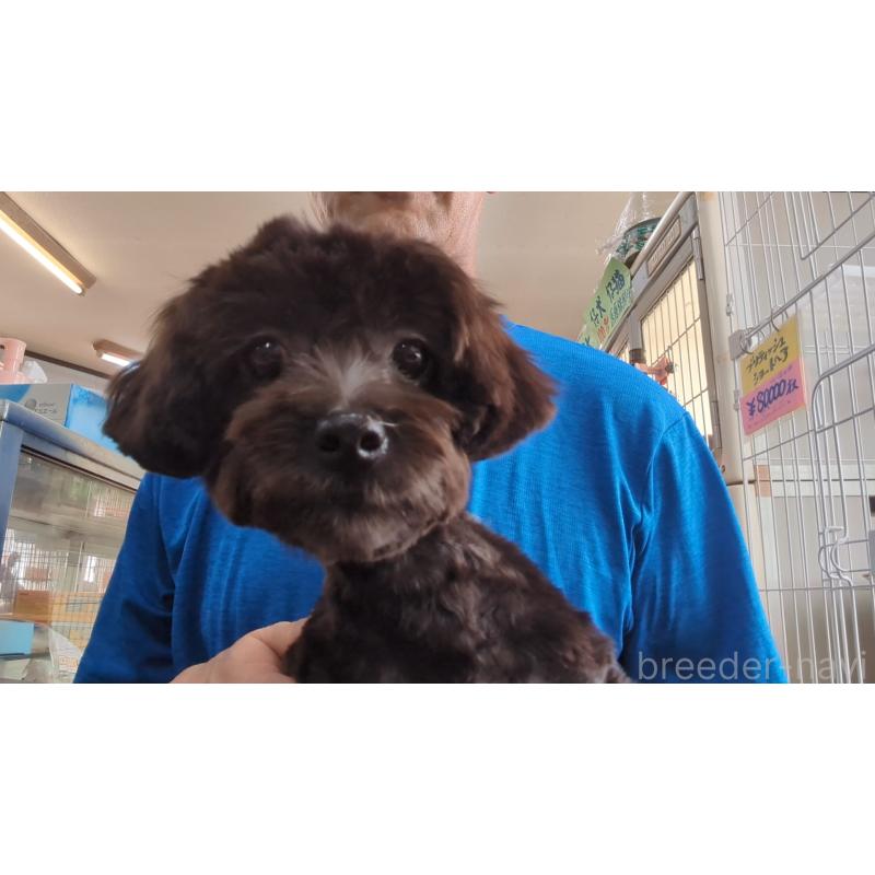 販売中の茨城県のミックス犬-405165の4枚目