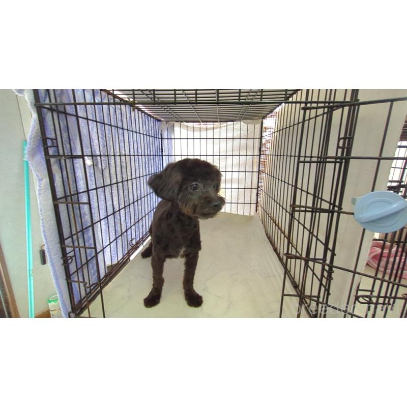 販売中の茨城県のミックス犬-405165の2枚目