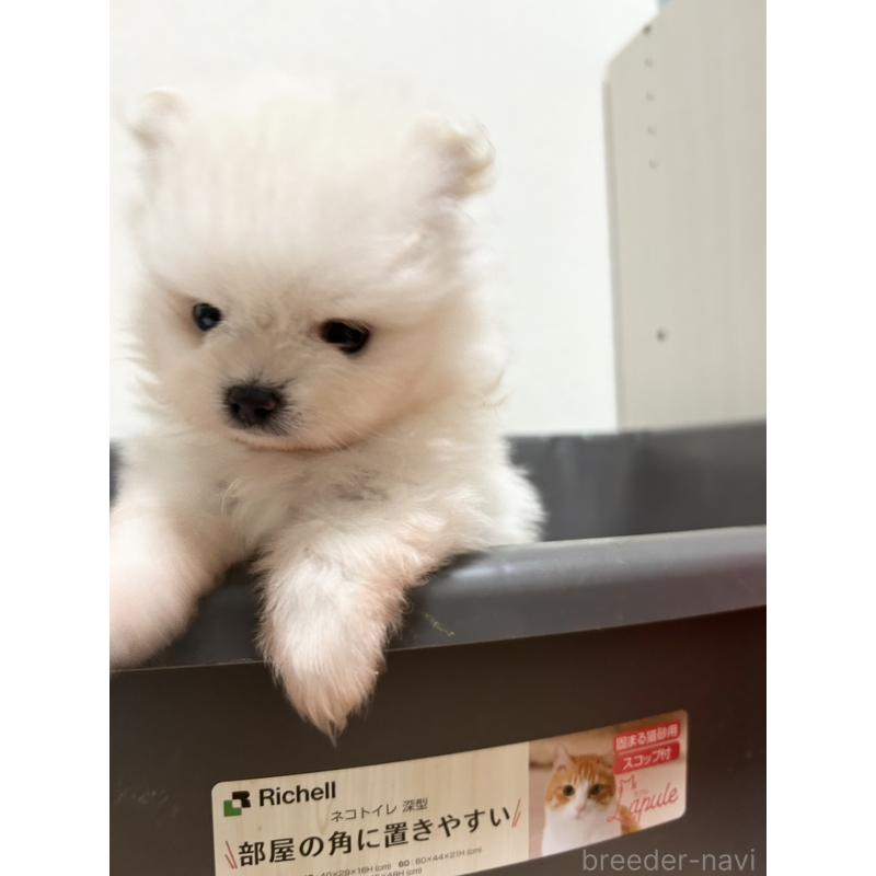 成約済の群馬県のポメラニアン-404642の2枚目