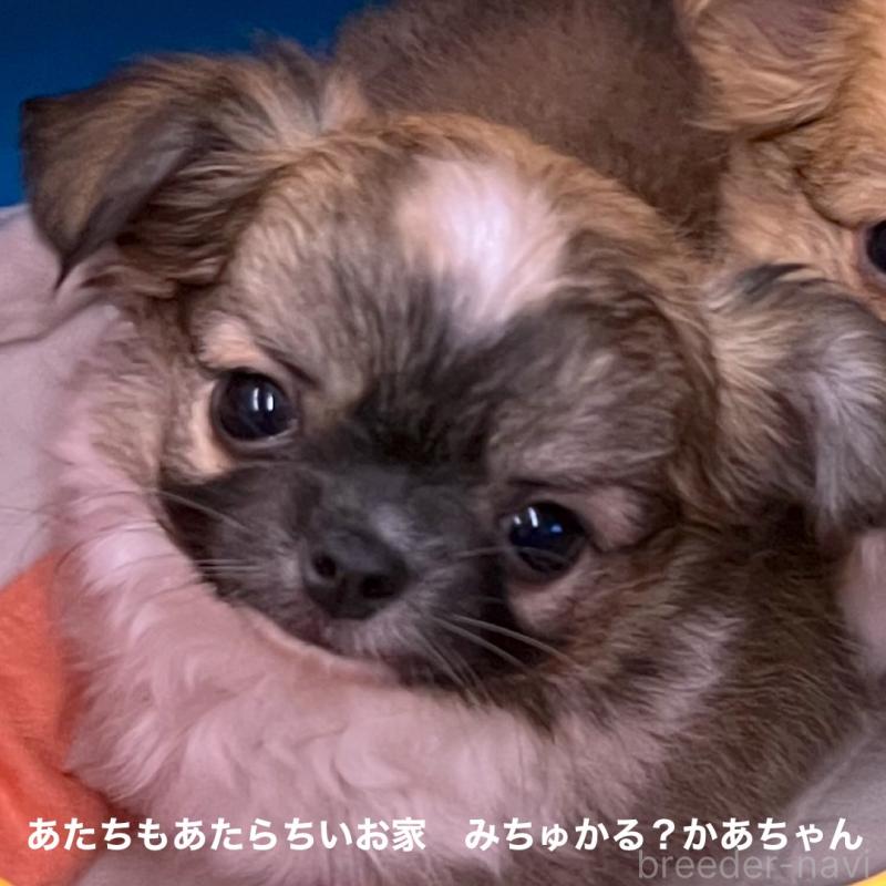 販売中の石川県のチワワ(ロングコート)-401931