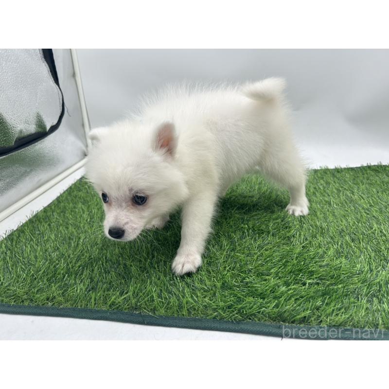 成約済の愛知県の日本スピッツ-402943の6枚目