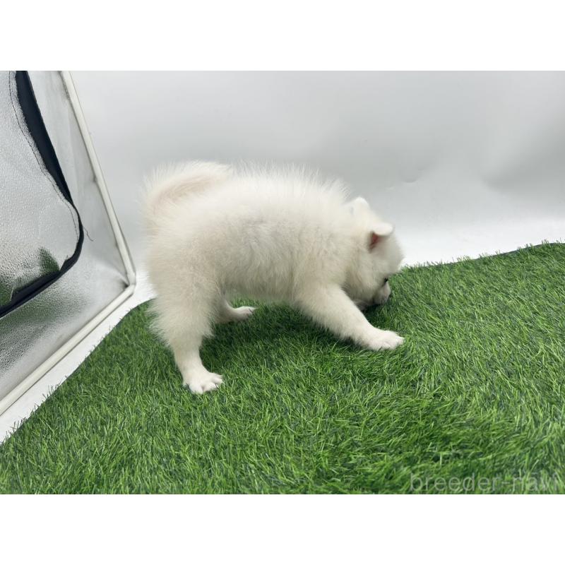 成約済の愛知県の日本スピッツ-402943の5枚目