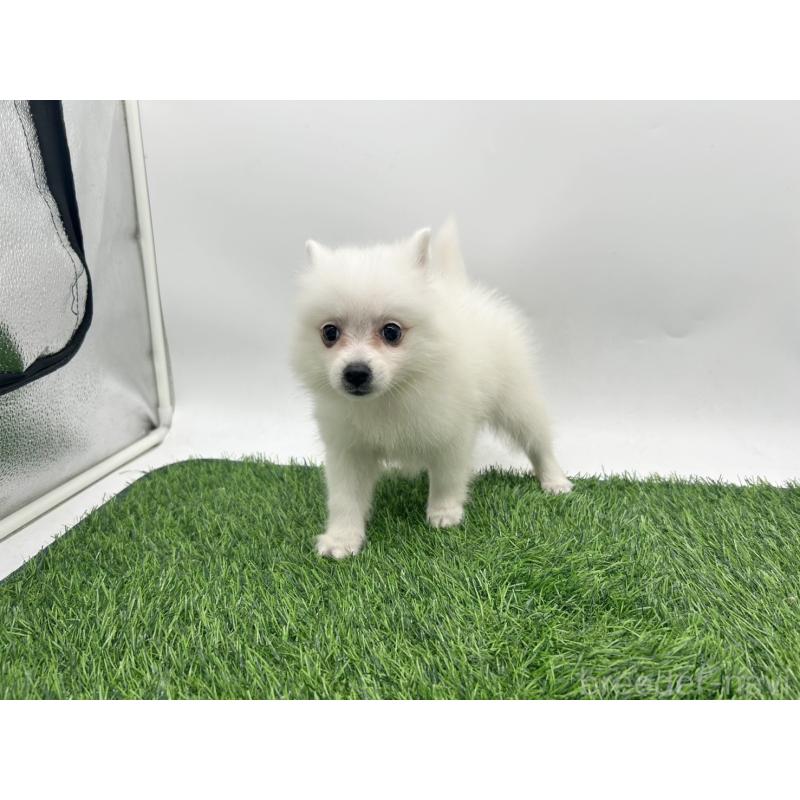 成約済の愛知県の日本スピッツ-402939の8枚目