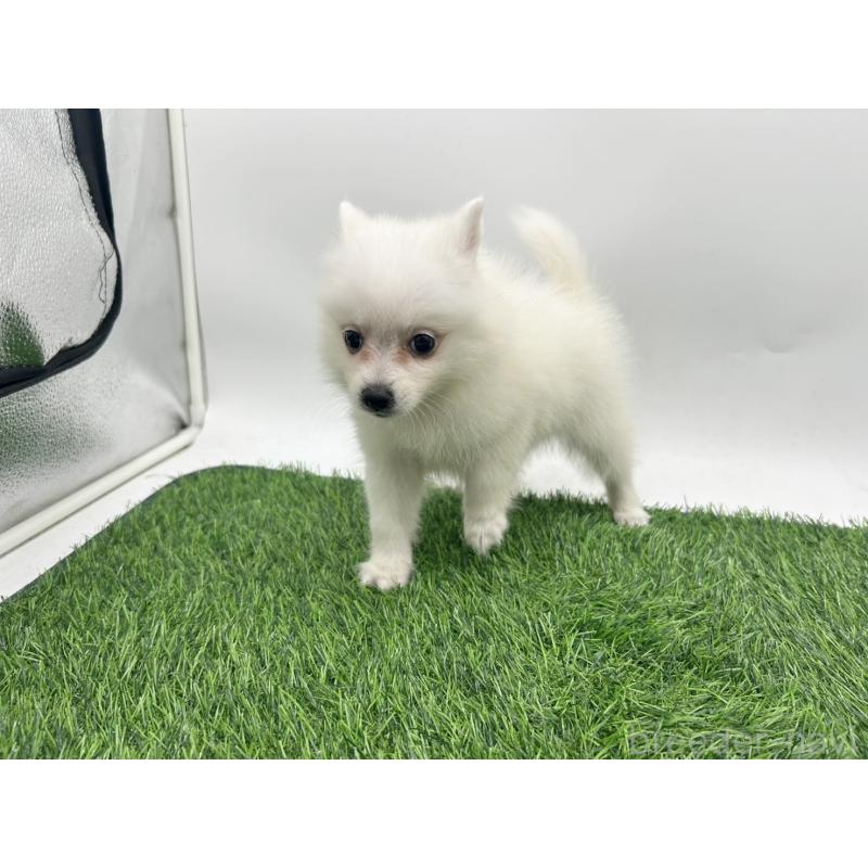 成約済の愛知県の日本スピッツ-402939の7枚目