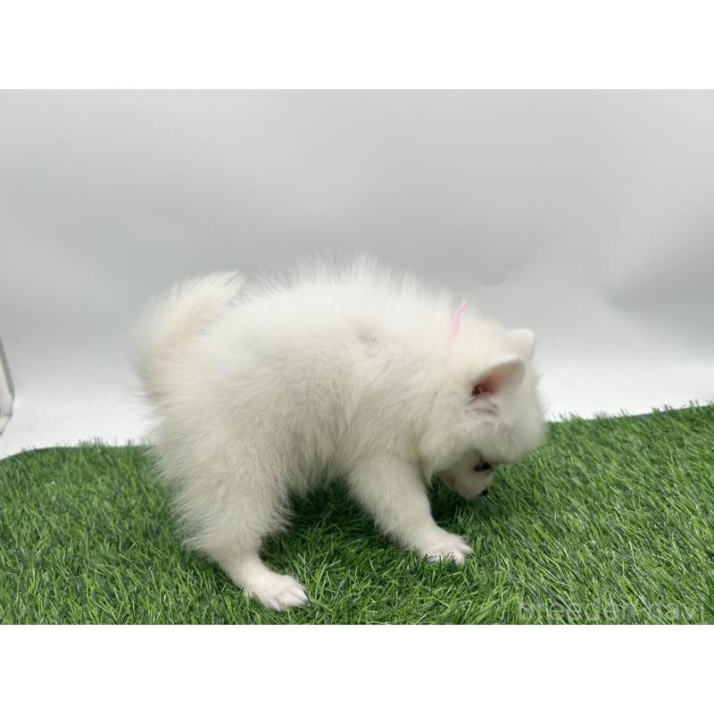 成約済の愛知県の日本スピッツ-402939の6枚目