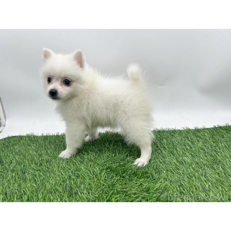 成約済の愛知県の日本スピッツ-402939の5枚目