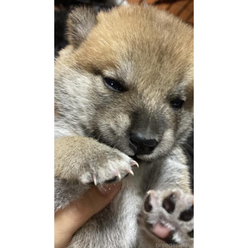 販売中の熊本県の柴犬-401017の7枚目