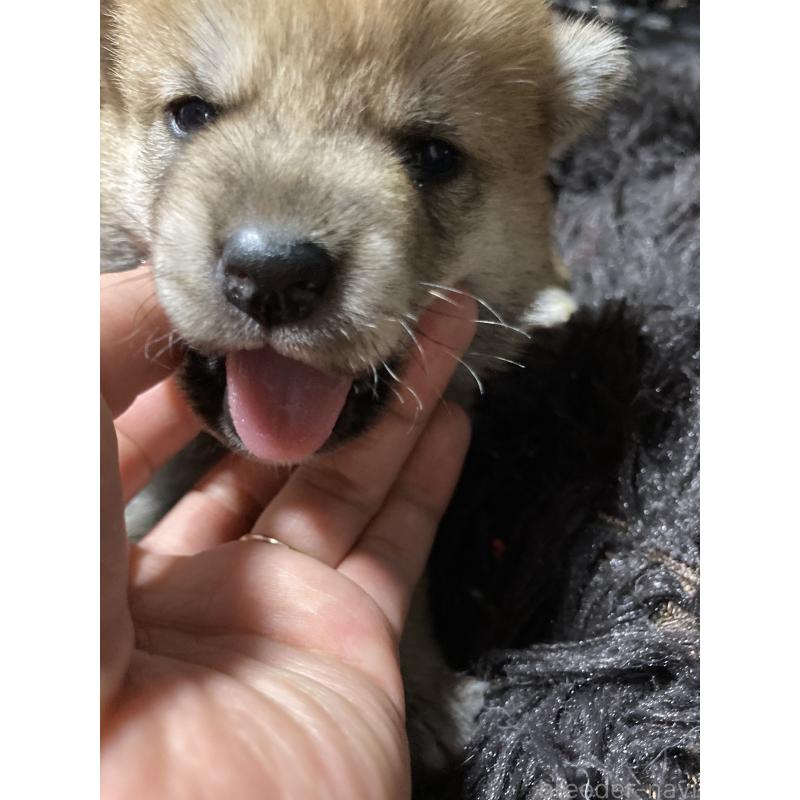 販売中の熊本県の柴犬-401017