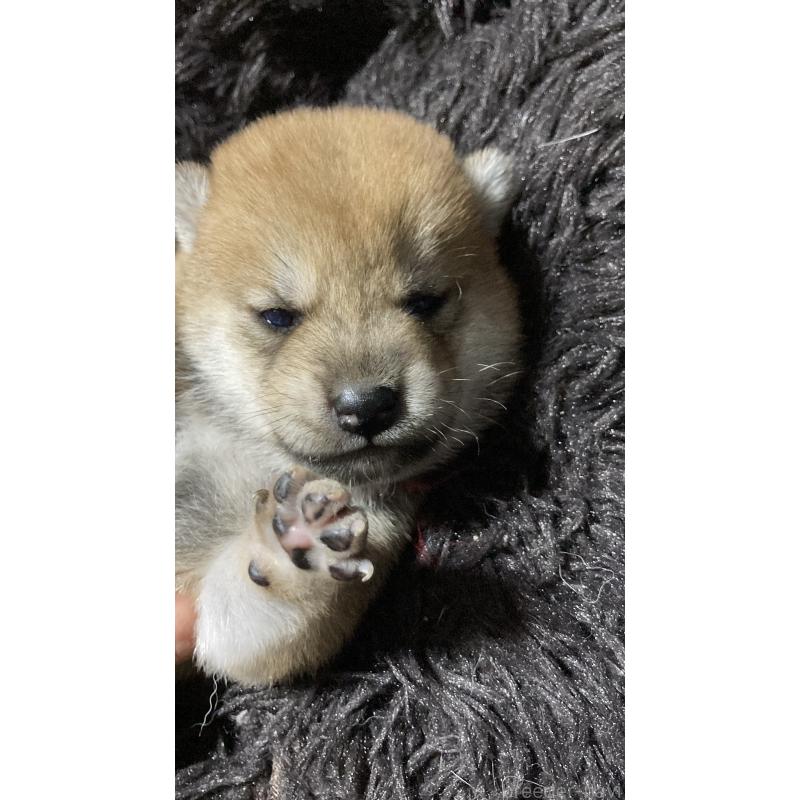 販売中の熊本県の柴犬-401017の4枚目