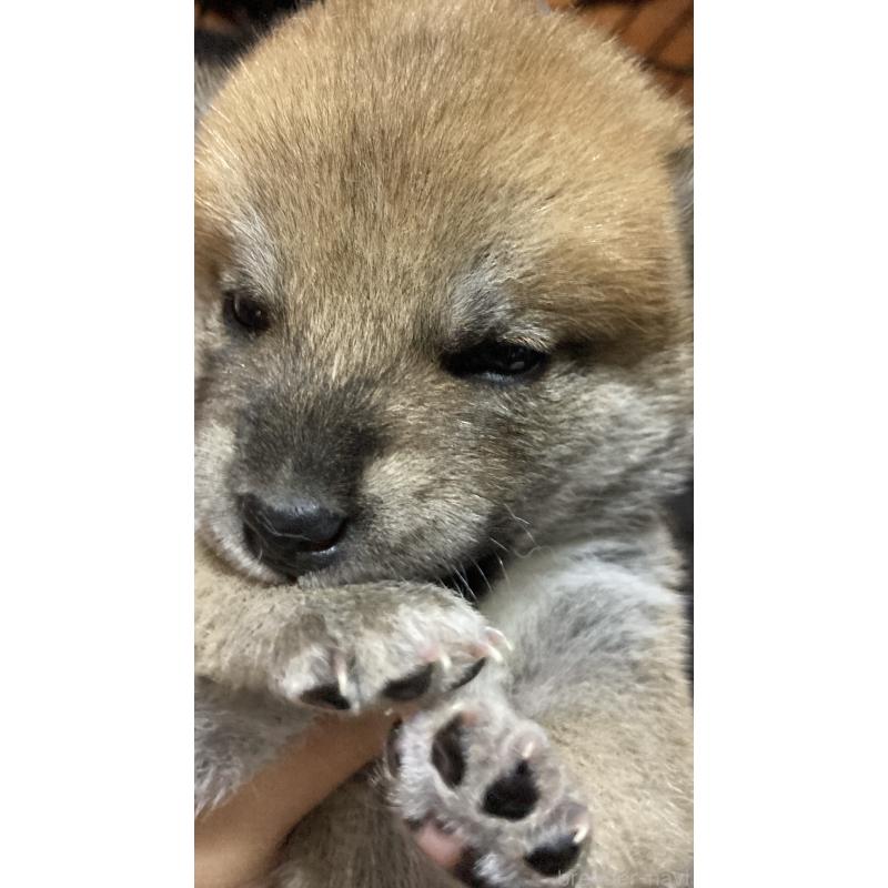 販売中の熊本県の柴犬-401019の6枚目