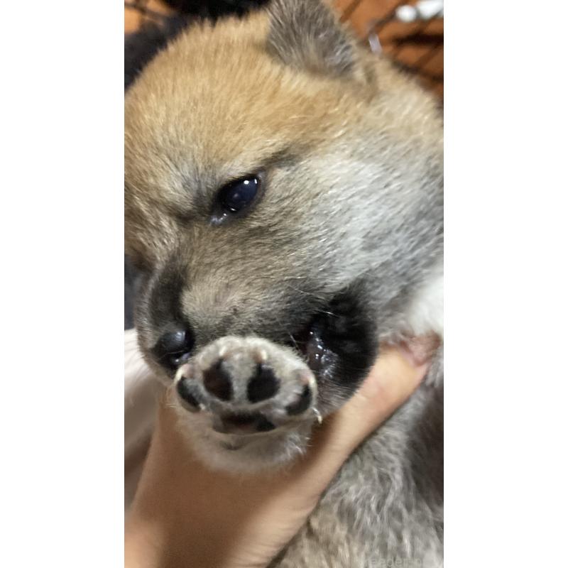 販売中の熊本県の柴犬-401019の5枚目