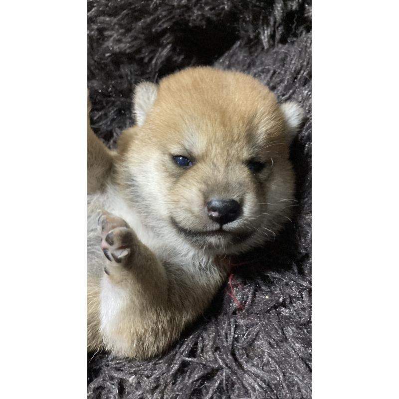 販売中の熊本県の柴犬-401019