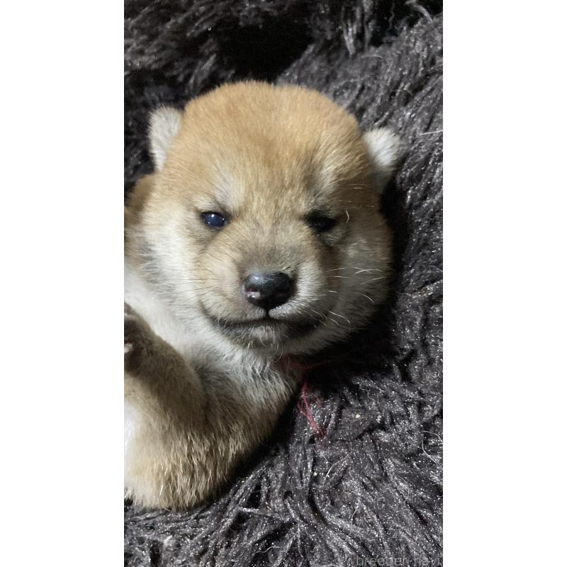 販売中の熊本県の柴犬-405189の1枚目