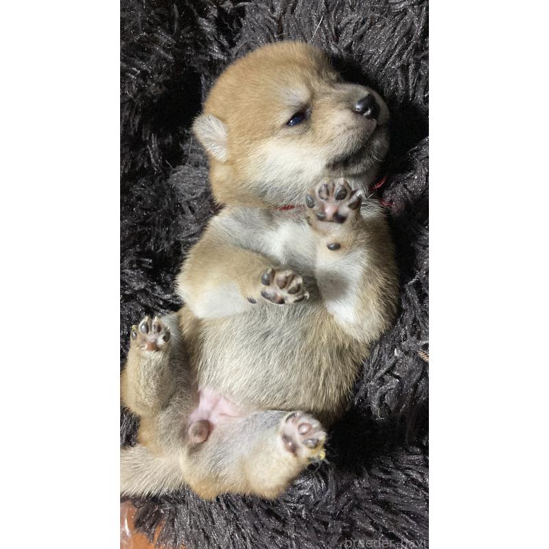 販売中の熊本県の柴犬-405189の5枚目