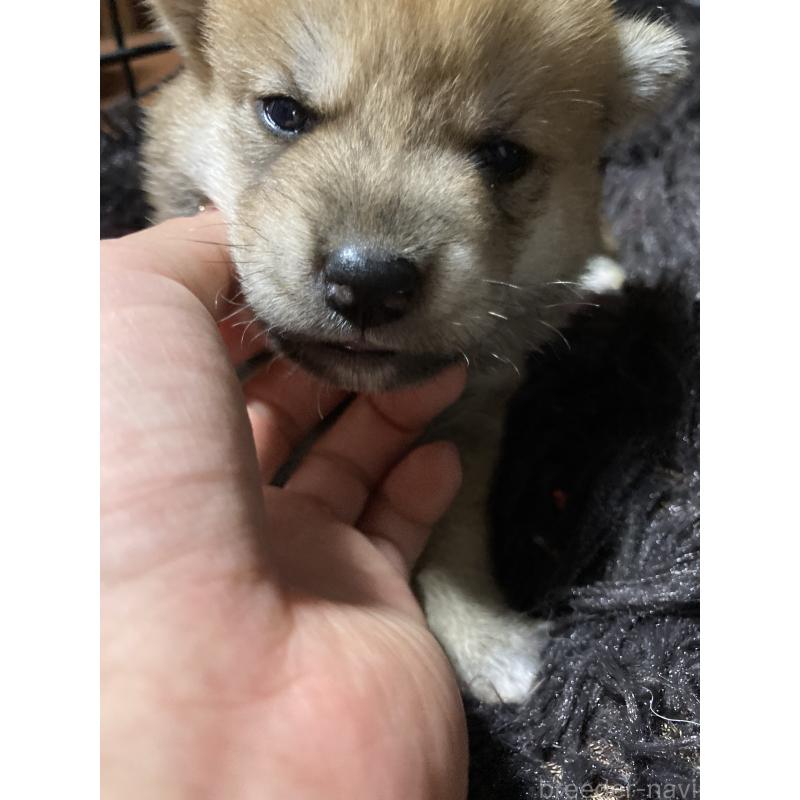 販売中の熊本県の柴犬-405189の4枚目