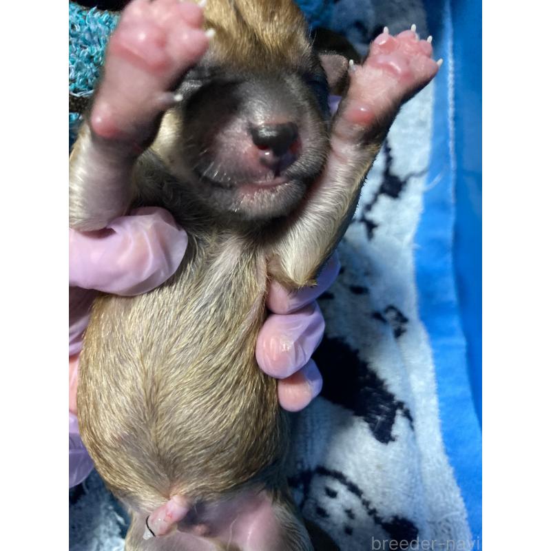 販売中の熊本県の柴犬-405189の3枚目