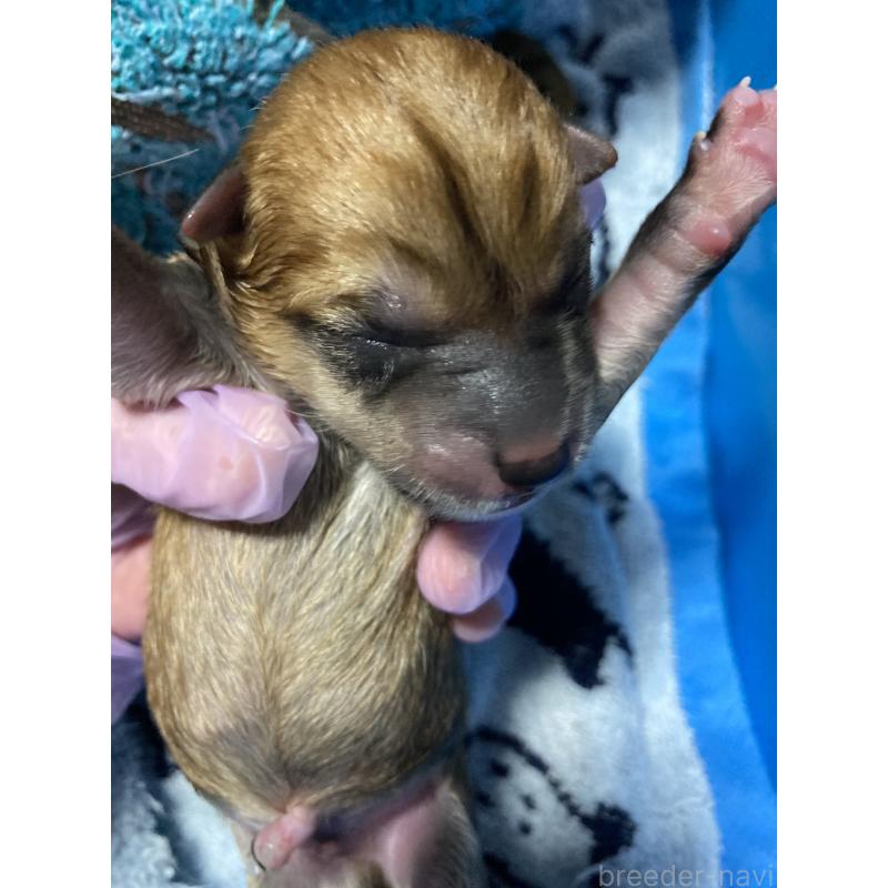販売中の熊本県の柴犬-405189の2枚目