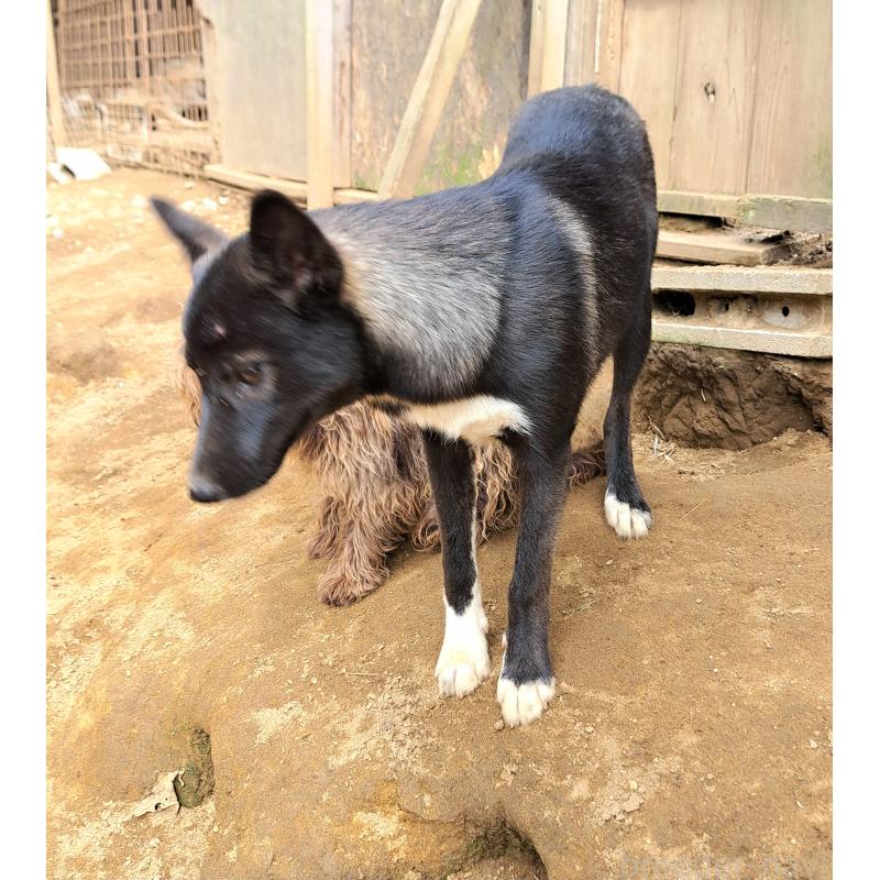 商談中の千葉県のミックス犬-380416の8枚目