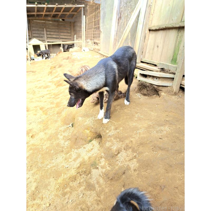 商談中の千葉県のミックス犬-380416の7枚目