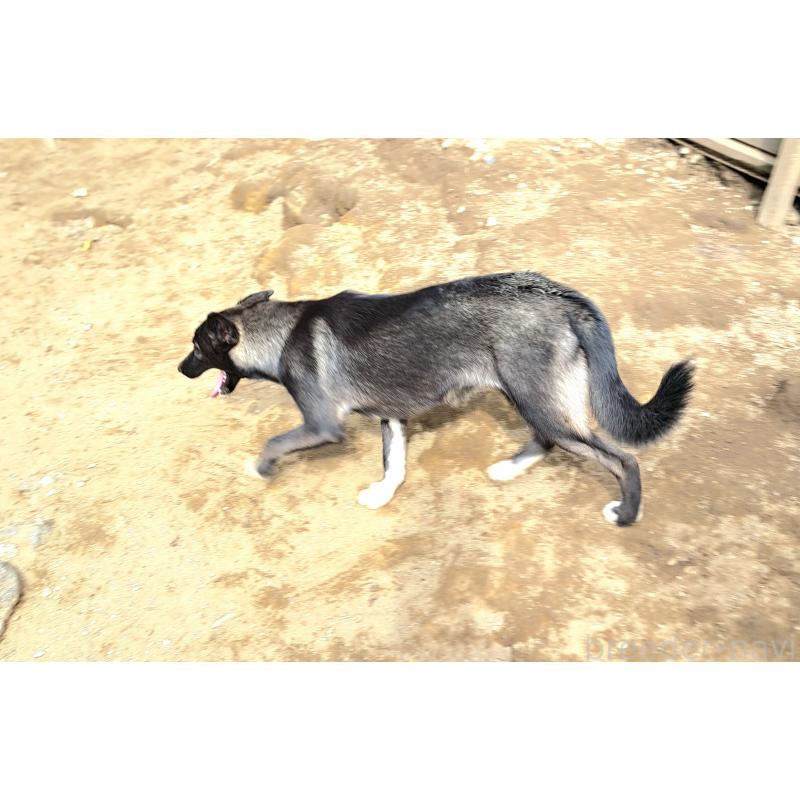 商談中の千葉県のミックス犬-380416の6枚目