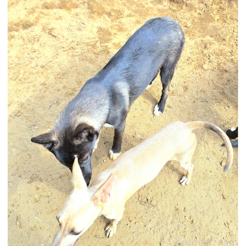 商談中の千葉県のミックス犬-380416の5枚目