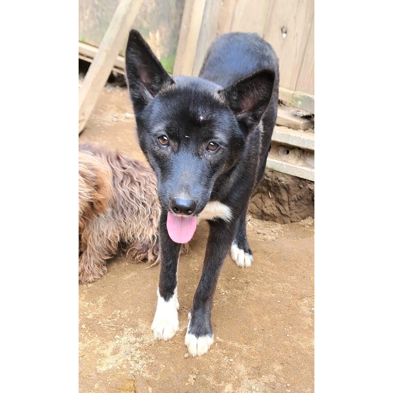 商談中の千葉県のミックス犬-380416の3枚目