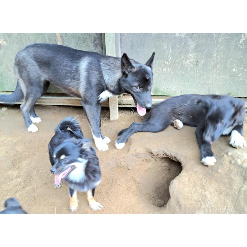 販売中の千葉県のミックス犬-380416