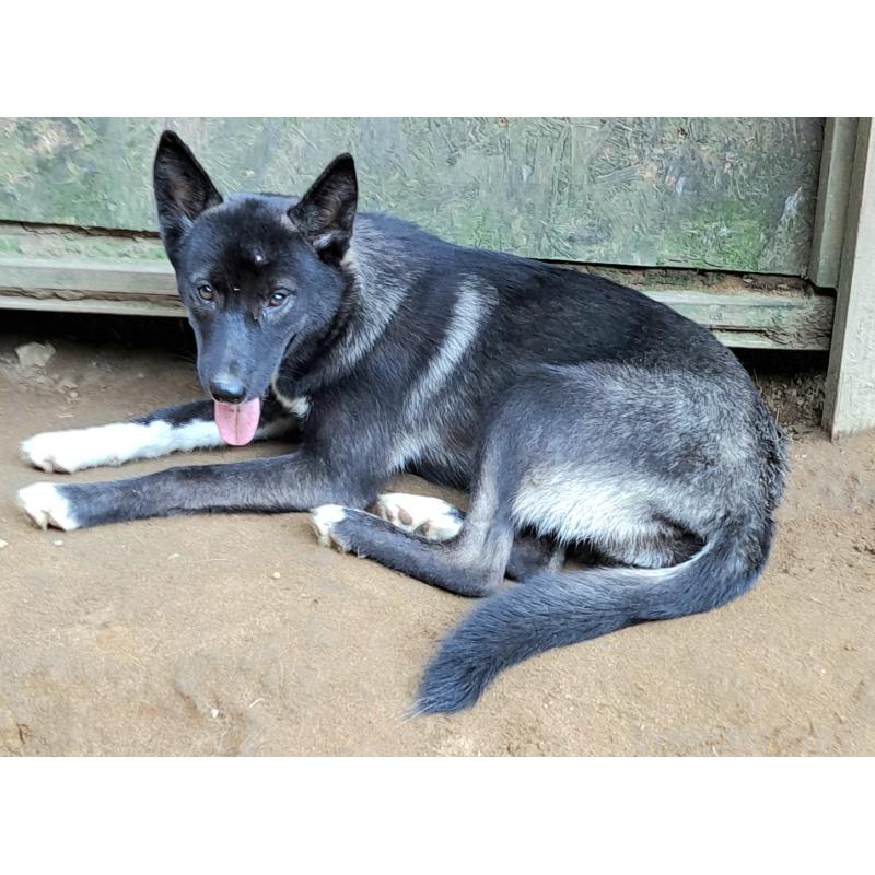商談中の千葉県のミックス犬-380416の2枚目