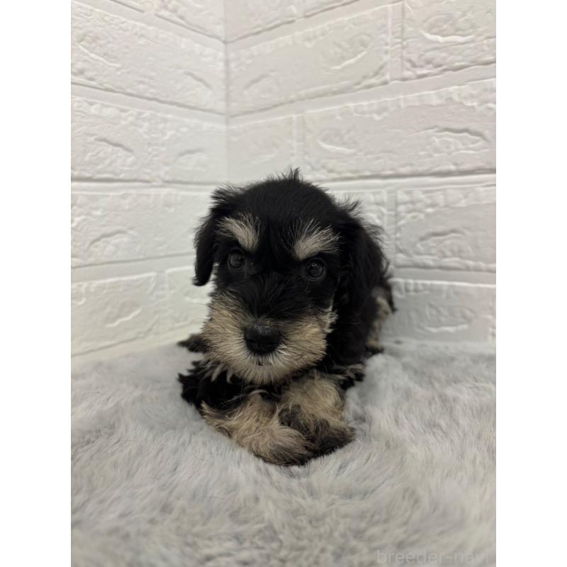 成約済の岡山県のミニチュアシュナウザー-405209の13枚目
