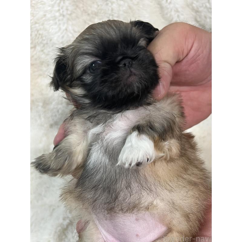 販売中の岡山県のペキニーズ-405217の6枚目